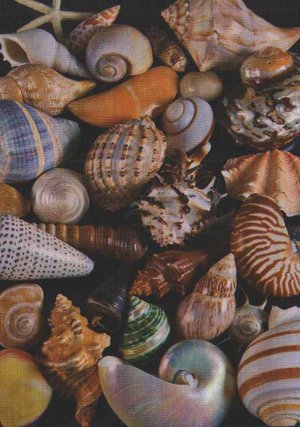 Amazing Shells