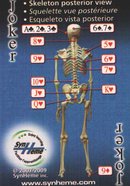 Кости человеческого скелета
